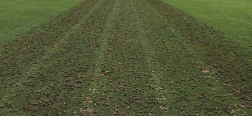 Deep Tine