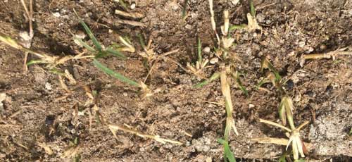Soil Testing